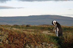 Penguins