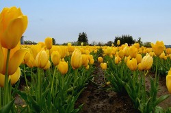 Tulips Table Cape